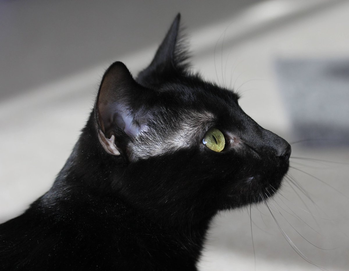 Happy Adoption Day, Rupert! 🖤