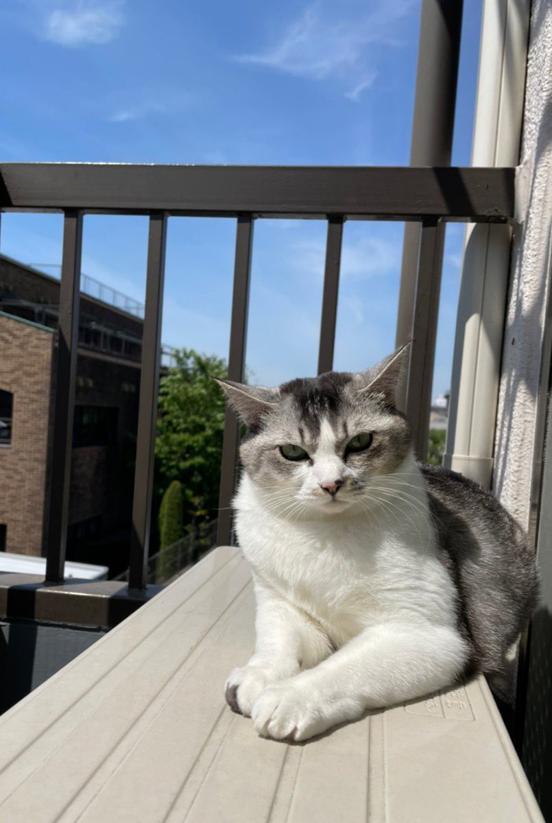 sisimaru1031o's tweet photo. ちっちは今頃日向ぼっこしてるかなぁー☀️帰りたいなぁー🥺

#ねこ
#猫
#だいたい押入れいる https://t.co/o1PNMZiKqN