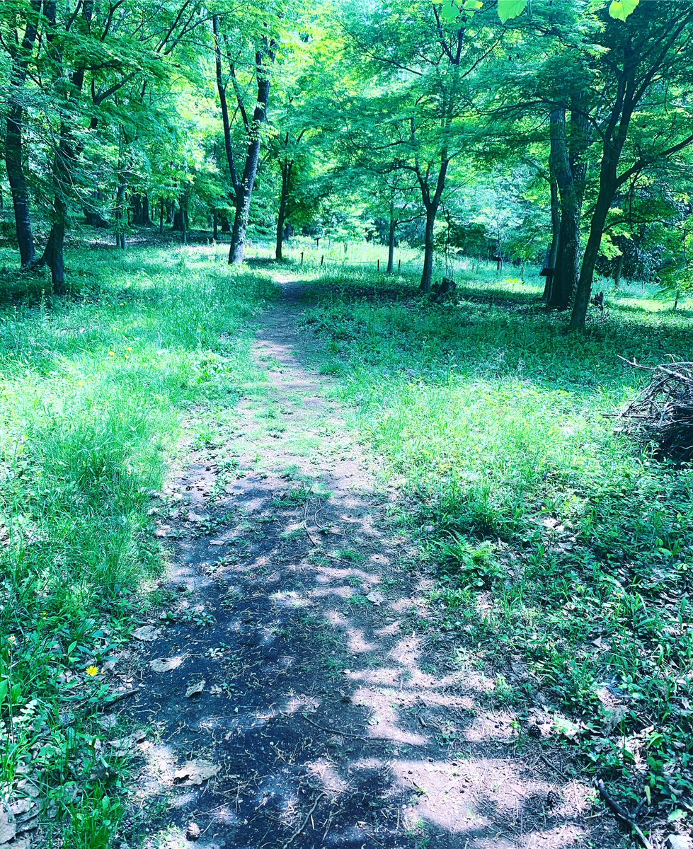 0_skyblue's tweet image. 森で散歩した