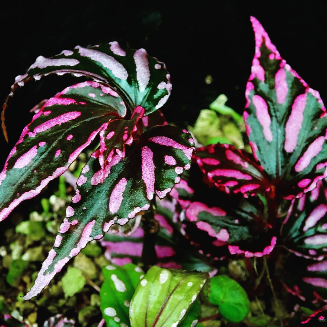 専用！Begonia sp. Julauベゴニア ジュラウ ぼっち❣️B Begonia