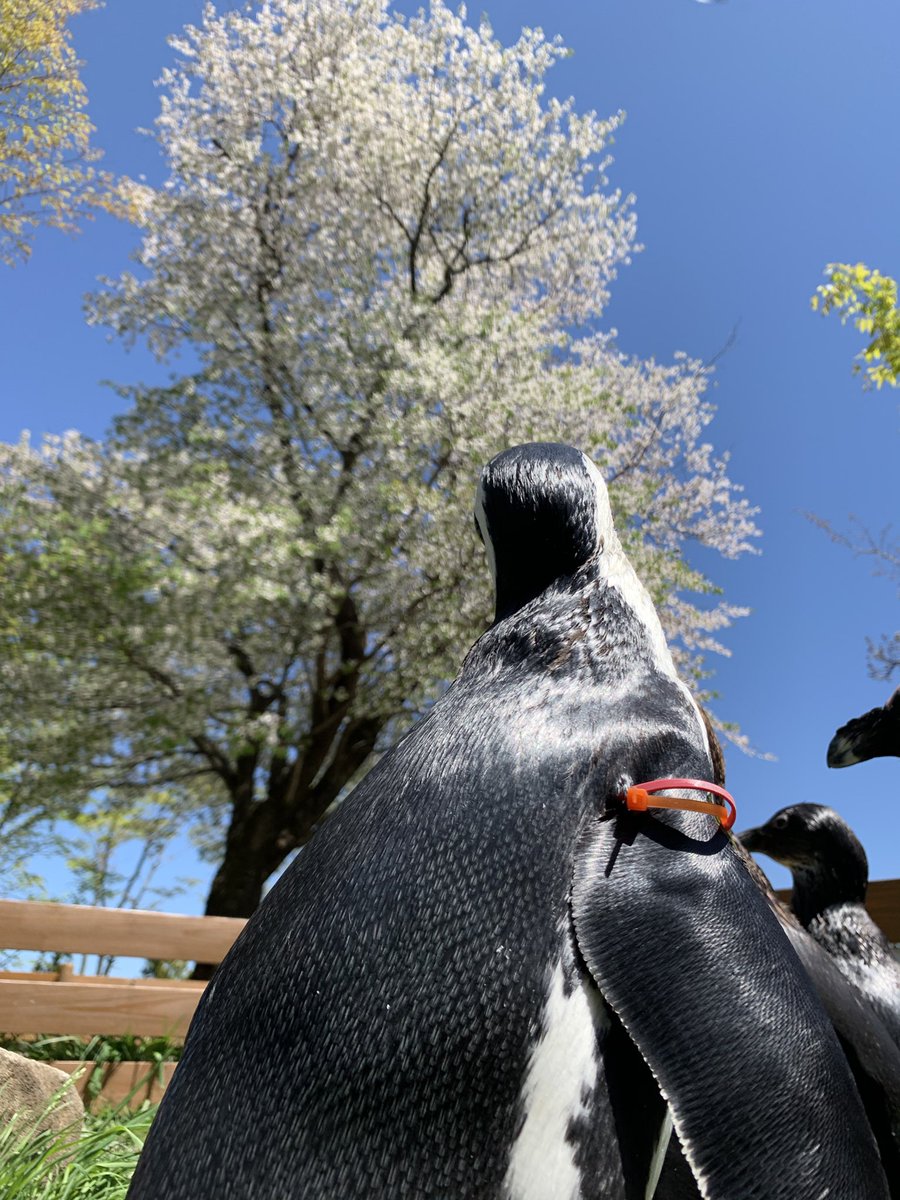 S Tweet 本日は 世界ペンギンの日 世界ペンギンデー ペンギンをもっと知ろう 18種類 南半球のみ在住 ペンギン 寒い所 は実は違う アフリカ 南米にもいる 実は足が長い 鳥なので歯はない 足が黄色いイメージ通りのペンギンは1種類のみ お腹つけ S Tweet 本日は 世界ペンギンの日 世界ペンギンデー ペンギンをもっと知ろう 18種類 南半球のみ在住 ペンギン 寒い所 は実は違う アフリカ 南米にもいる 実は足が長い 鳥なので歯はない 足が黄色いイメージ通りのペンギンは1種類のみ お腹つけ