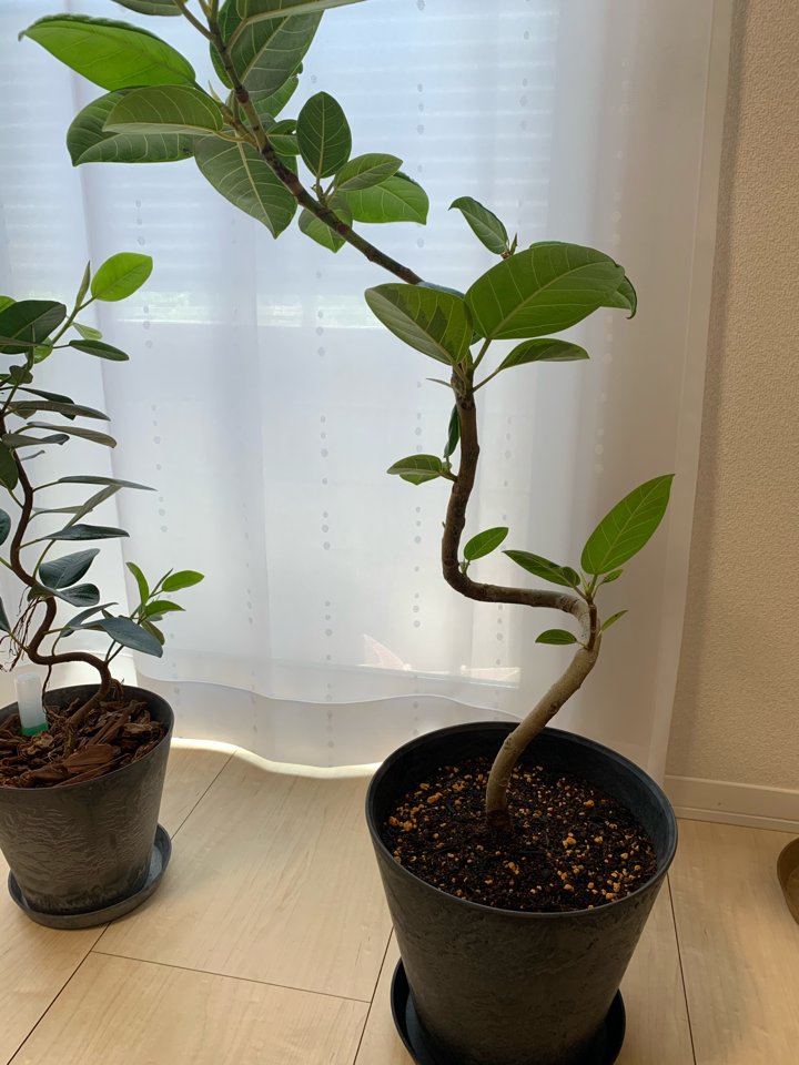 靄靄 アルテシマちゃんの植え替え完了 少しズレた