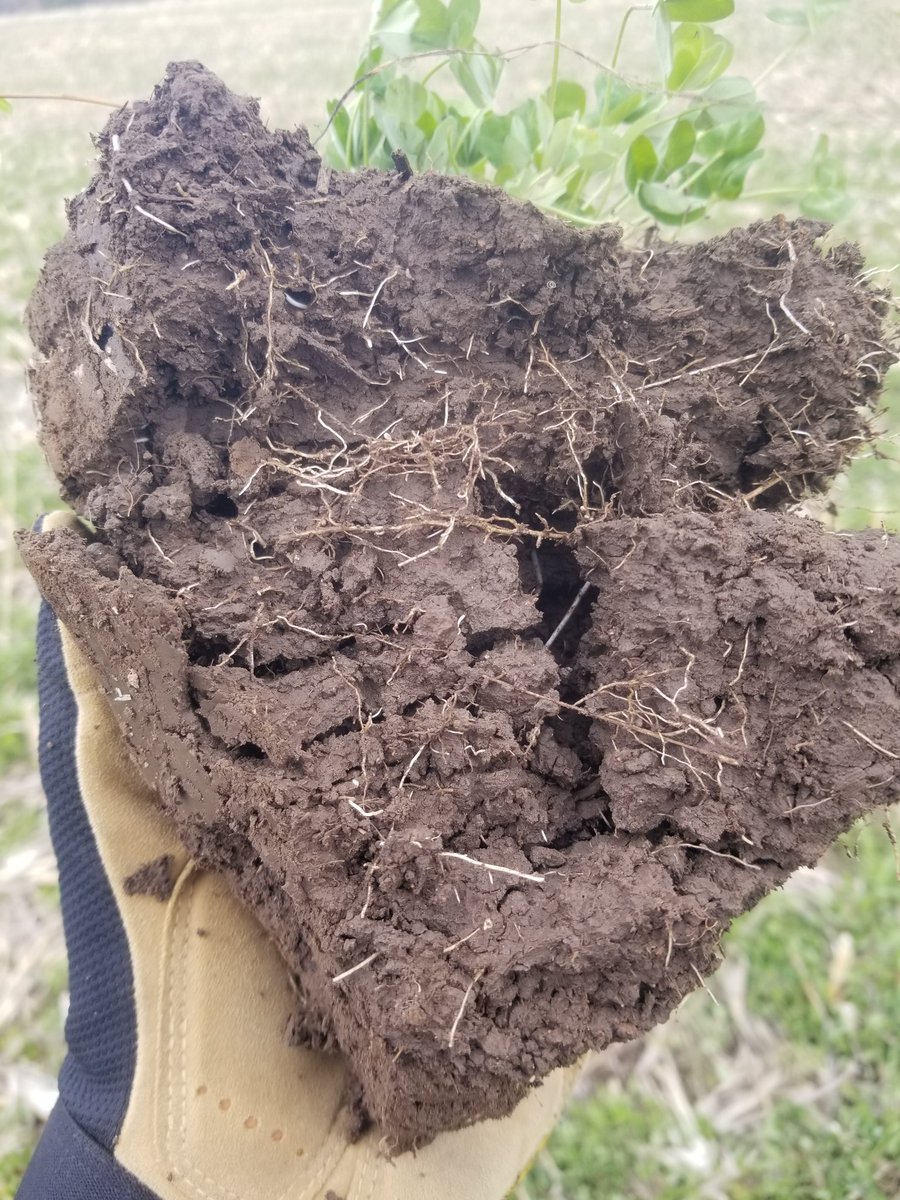 Last years interseeding looks good. #soilhealth