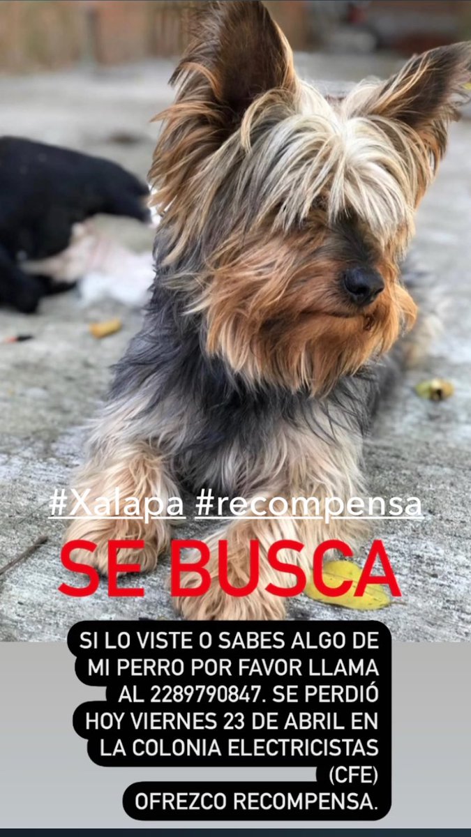 dementeamplia's tweet photo. @VialidadXalapa @angiemaycolunga @XalapaAnimales #xalapa #recomompensa #devuelvelo https://t.co/6gjmk3NQxx