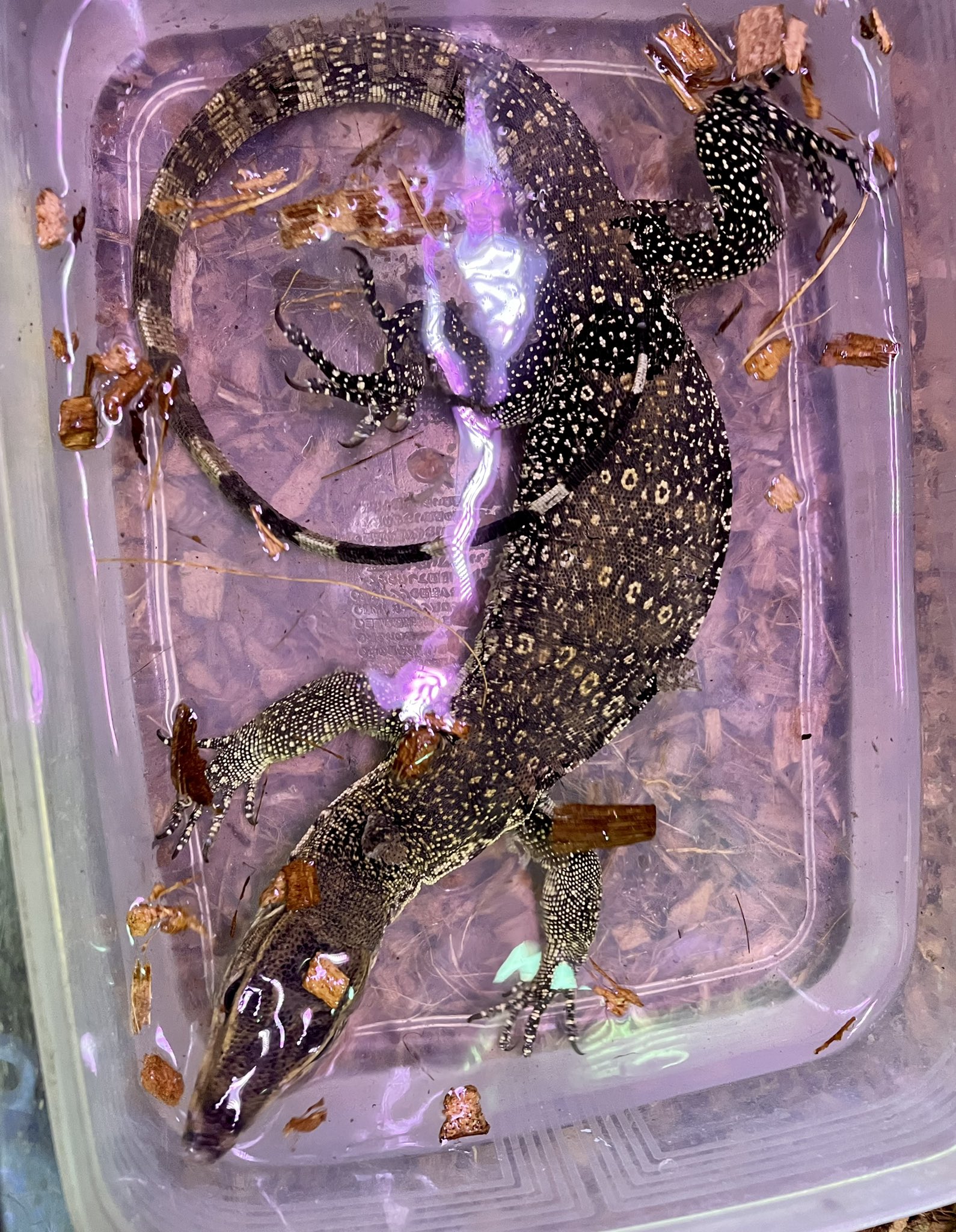 熱帯魚 加藤商店 on Twitter