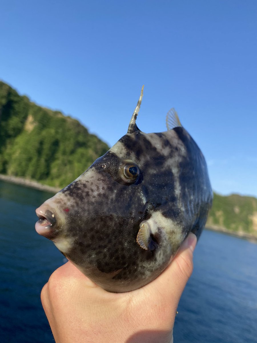 ゆーが カワハギ かわいいおさかな釣り大会 伊豆大島 東海汽船 ゆーが カワハギ かわいいおさかな釣り大会 伊豆大島 東海汽船