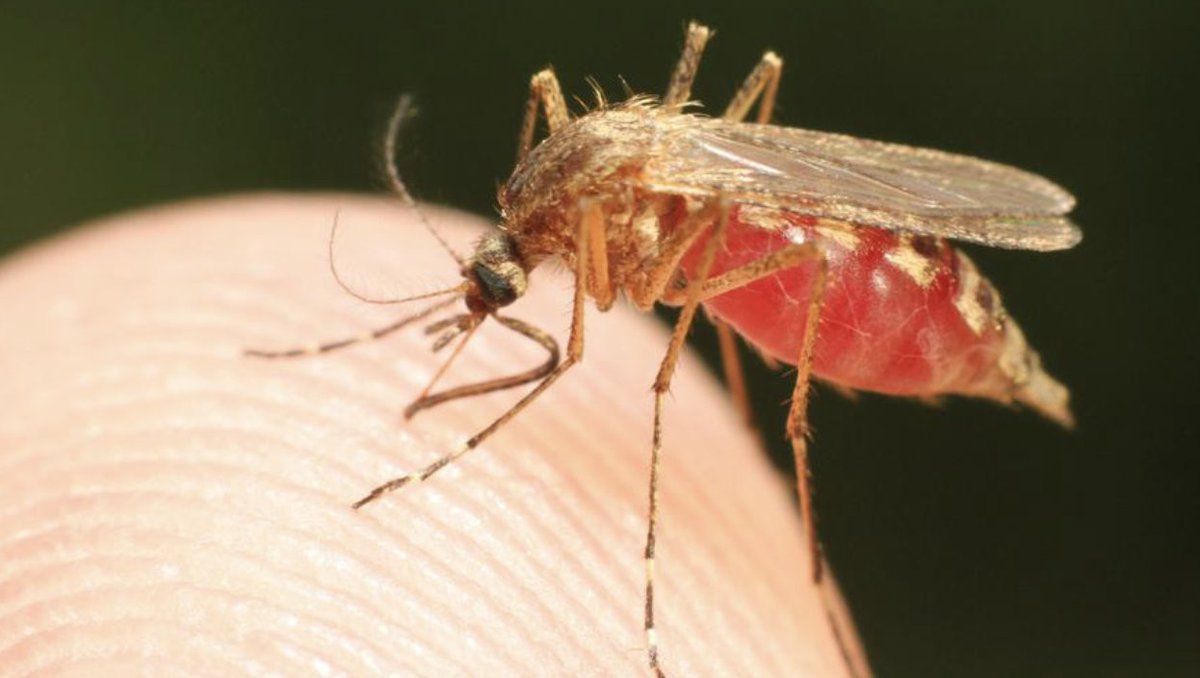Малярия укусы комаров. Кровососущие насекомые комары. Малярийный Москит. Кровососущие комары малярийный. Малярия комар.