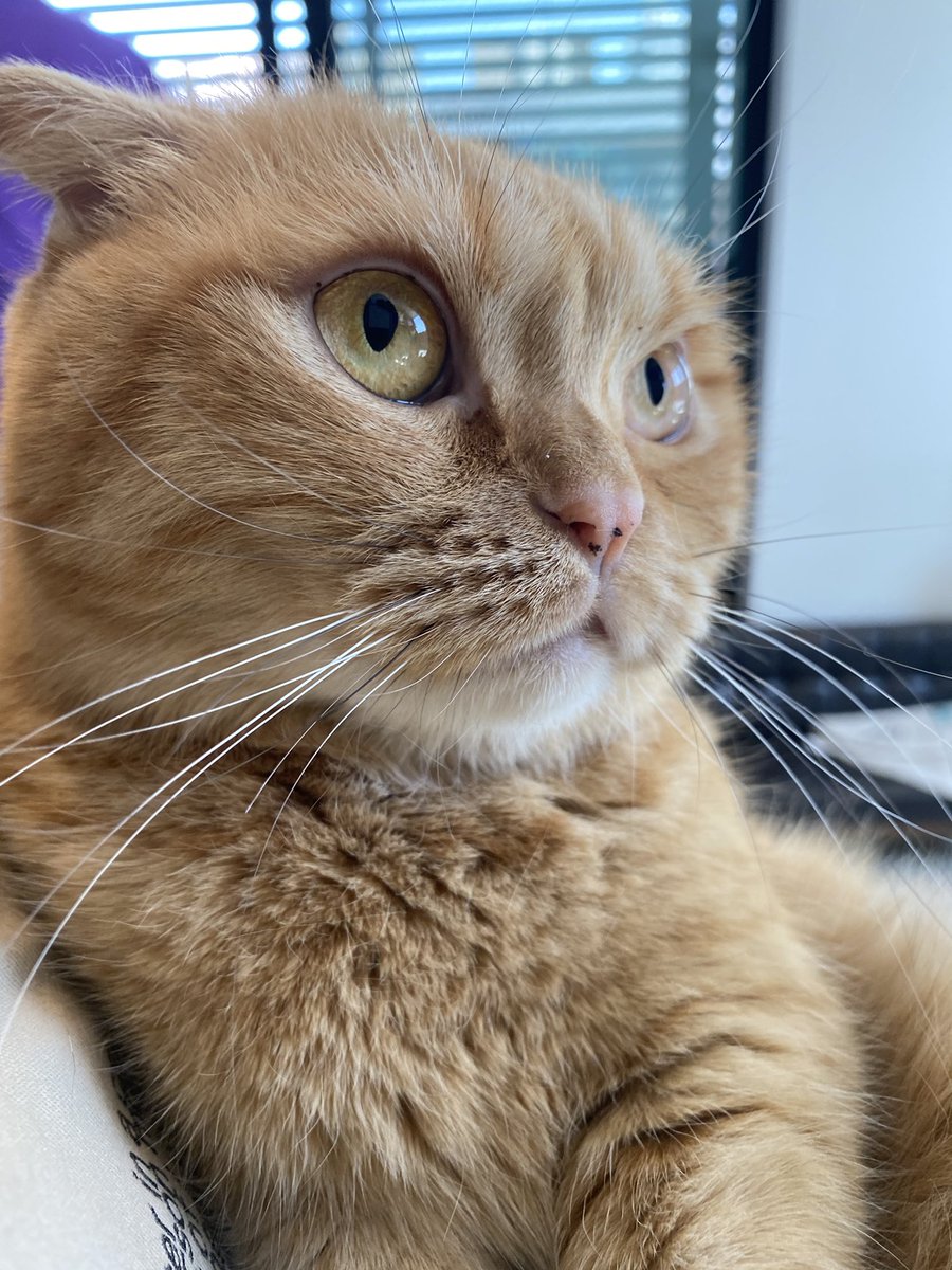 キャットアパートメントコーヒー 元 町家猫カフェ 抱っこちゃん スマホケースの鏡に興味津々 近いよ