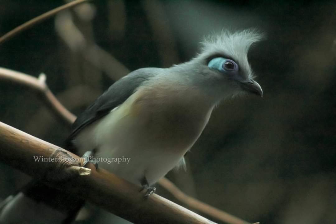 WAbyss025's tweet photo. The most beautiful birds I captured ❤ click link in bio to see more of WinterBlossom Photography #winterblossomphotography #Instagram #BirdsPhotography #portlandzoo #birds #zoo #beautiful #LinkInBio https://t.co/Gyi8gcfern