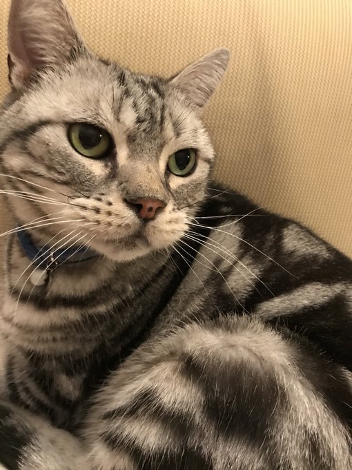 京都市伏見区近辺で猫を探してます 保健所には連絡したけどいませんでした 10代の時に拾ってから10年以上一緒に育ってきて人が大好きな猫です 名前はにいこです 鼻の黒がトレードマークで小柄なメスです 猫好きさんと繋がりたい 猫探しています 迷い猫 伏見区 京都市伏見区近辺で猫を探してます 保健所には連絡したけどいませんでした 10代の時に拾ってから10年以上一緒に育ってきて人が大好きな猫です 名前はにいこです 鼻の黒がトレードマークで小柄なメスです 猫好きさんと繋がりたい 猫探しています 迷い猫 伏見区