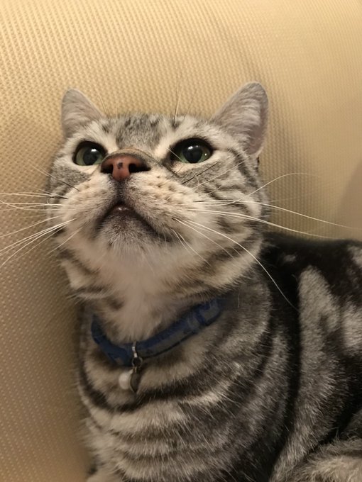 京都市伏見区近辺で猫を探してます 保健所には連絡したけどいませんでした 10代の時に拾ってから10年以上一緒に育ってきて人が大好きな猫です 名前はにいこです 鼻の黒がトレードマークで小柄なメスです 猫好きさんと繋がりたい 猫探しています 迷い猫 伏見区 京都市伏見区近辺で猫を探してます 保健所には連絡したけどいませんでした 10代の時に拾ってから10年以上一緒に育ってきて人が大好きな猫です 名前はにいこです 鼻の黒がトレードマークで小柄なメスです 猫好きさんと繋がりたい 猫探しています 迷い猫 伏見区