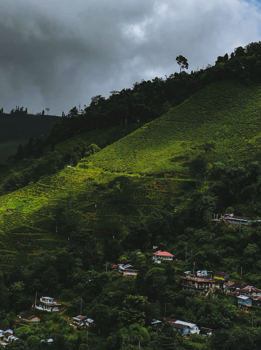#darjeelingteagardens #tea #tealovers