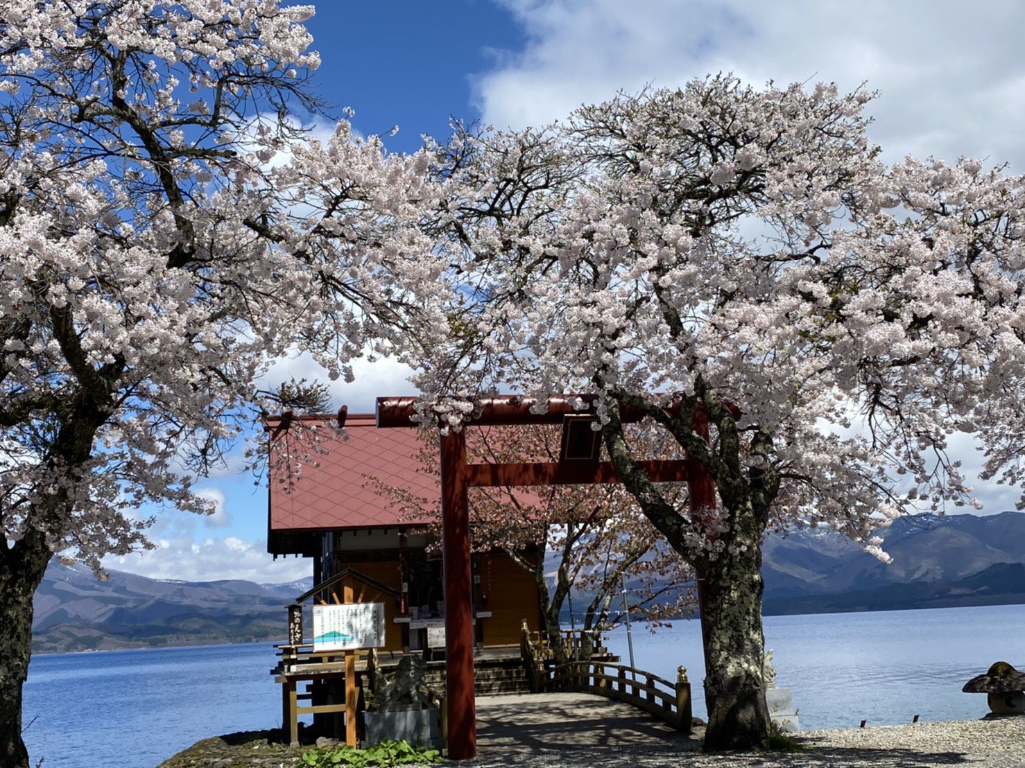 仙北市観光課 公式 田沢湖 浮木神社の桜 および田沢湖畔も 桜が見頃です 刺巻湿原のミズバショウは見頃後半です いずれも新型コロナウイルス対策を十分にした上で お楽しみください 仙北市 田沢湖 刺巻湿原 桜 ミズバショウ T
