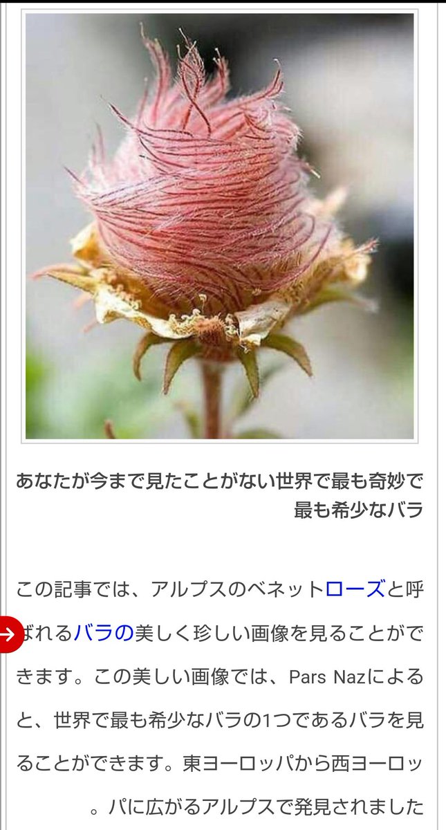あこ R2d2c3poacco Arajinm 調べてみたらアルプスの標高の高いところだけでしか見られない希少なバラだそうです T Co 3iddes7eqa Twitter あこ R2d2c3poacco Arajinm 調べてみたらアルプスの標高の高いところだけでしか見られない希少なバラだそうです T Co 3iddes7eqa Twitter