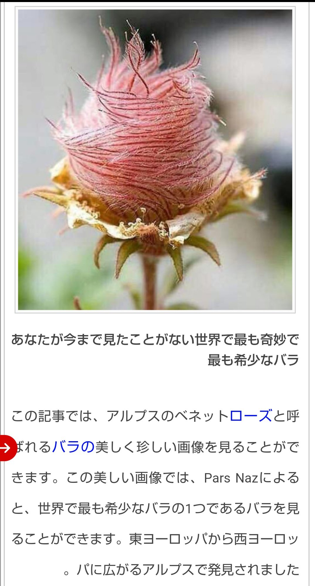 あこ R2d2c3poacco Arajinm 調べてみたらアルプスの標高の高いところだけでしか見られない希少なバラだそうです T Co 3iddes7eqa Twitter