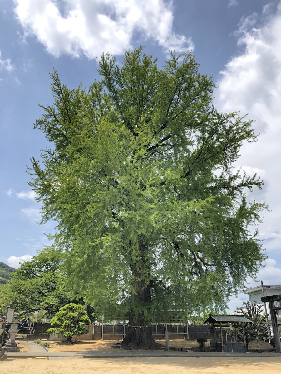 大きな木 大きな木