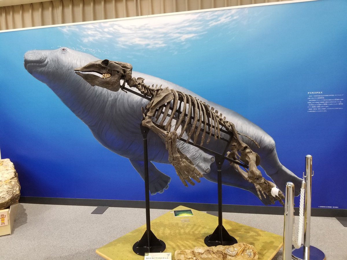 オホーツクミュージアムえさし 枝幸町上徳志別を流れる徳志別川の川底から 新第三紀中期中新世に生息していたデスモスチルス化石が見つかりました デスモスチルスの最も大きな特徴は 不思議な形をした歯にあります こんな歯で一体何を食べていたん