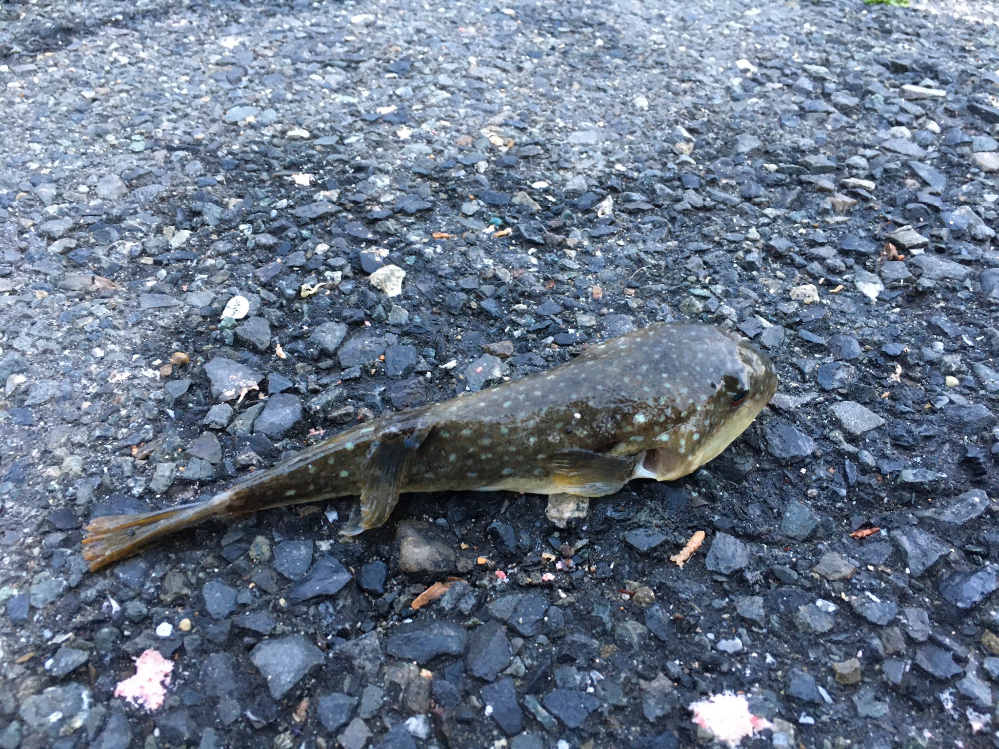 釣りアルバム 21 04 25 磯子 アジングしてたら釣れました これじゃフグングです いしい