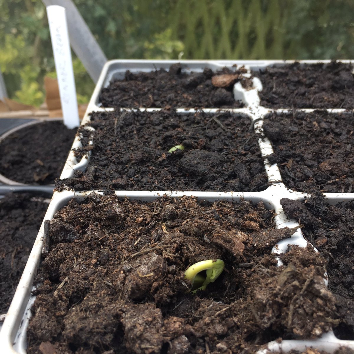 It’s on
#Trentside #Beanwatch2021