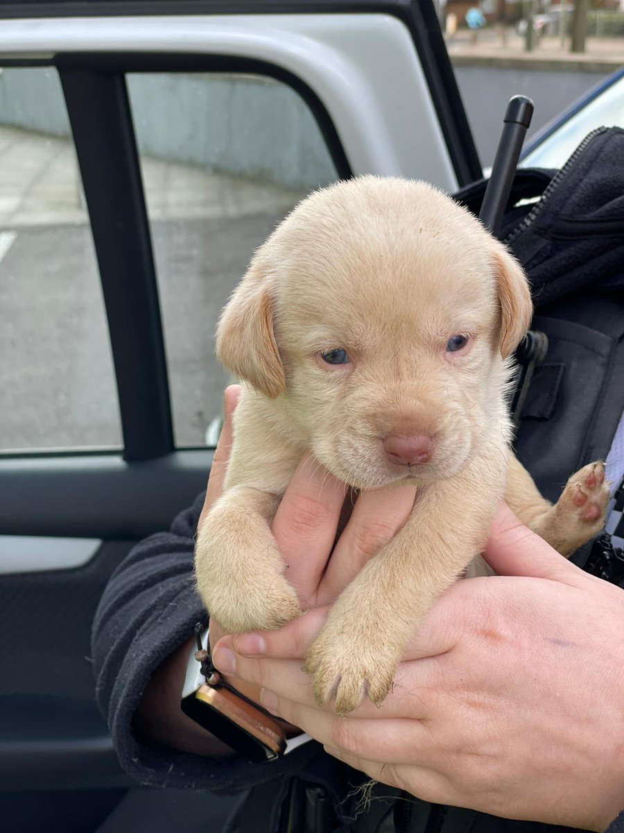 This morning a call from a concerned member of the public led to the discovery of this mumma dog and her 8 puppies. Believed to have been stolen. Microchips not registered so will be difficult to reunite to the owners, please share widely! CAD 1840/25APR21