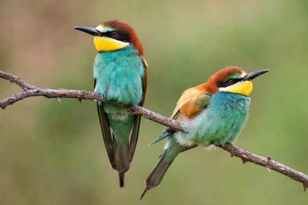 Thread d’appréciation des oiseaux présents sur le territoire de France métropolitaine, parce que les jolis oiseaux tropicaux sont certes magnifiques, mais ici on a des espèces qui ont besoin d’être protégées aussi, et qui sont trop souvent ignorées :