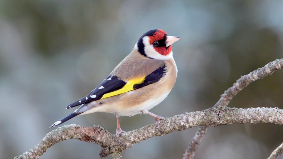 Thread d’appréciation des oiseaux présents sur le territoire de France métropolitaine, parce que les jolis oiseaux tropicaux sont certes magnifiques, mais ici on a des espèces qui ont besoin d’être protégées aussi, et qui sont trop souvent ignorées :