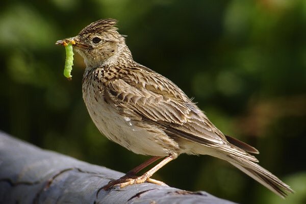 Certaines espèces très connues, considérées comme emblématiques de nos régions, sont en danger d’extinction et auront peut-être disparues d’ici quelques décennies, comme l’hirondelle rustique, l’alouette des champs, la perdrix grise ou encore la plupart des vautours.