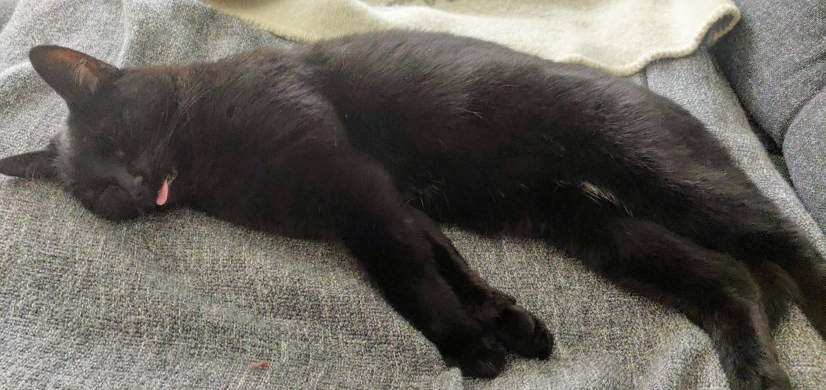 alexbiebricher's tweet photo. She has started bringing us gifts as only a cat can. I'm sure you know what I mean. 

It's hard work, gifting to hoomans is... 😴 https://t.co/akW2ZPUk7k