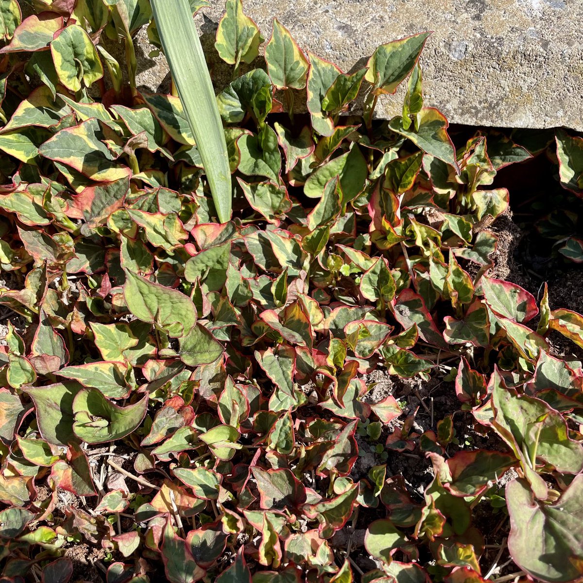 tormcintosh's tweet photo. Gardening Twitter, what is this? I’m sure it has “lovely flowers” but it’s invaded the bed in our old-but-new-to-us garden and is a total bitch to weed with its brittle network of roots. Just intrigued. https://t.co/x2PAtVoJsF