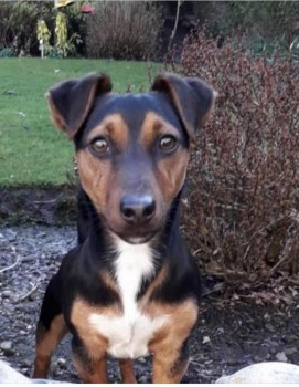 millypod1's tweet photo. COCO HOME SAFE. THANKS FOR RT's😊🐕🐾 

23 APR 2021 #Lost #ScanMe
Jack Russell Terrier Male
Allendale road / Tynedale Terrace area #Hexham #Northumberland #NE46
He has his blue handle extendable lead still attached to a green and brown harness
SIGHTINGS*
https://t.co/FUvwTtRGVG https://t.co/KRCZfN6Ea8