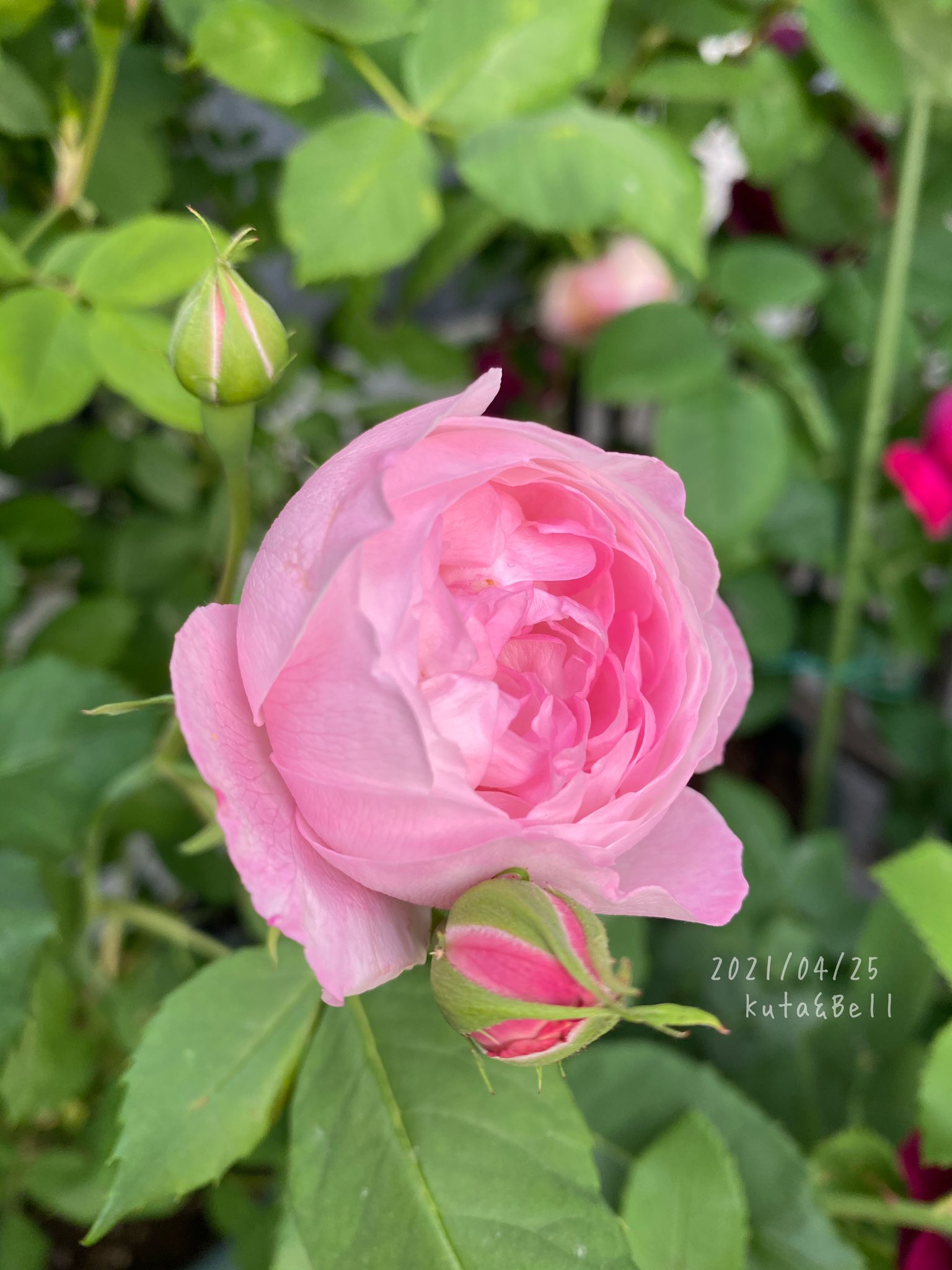 くうた ベル 今朝のオジェ嬢 今日も可愛いのでupします マダムピエールオジェ バラ ばら 薔薇 オールドローズ 春バラ21 Tlを花でいっぱいにしよう T Co Mu8utjibs0 Twitter