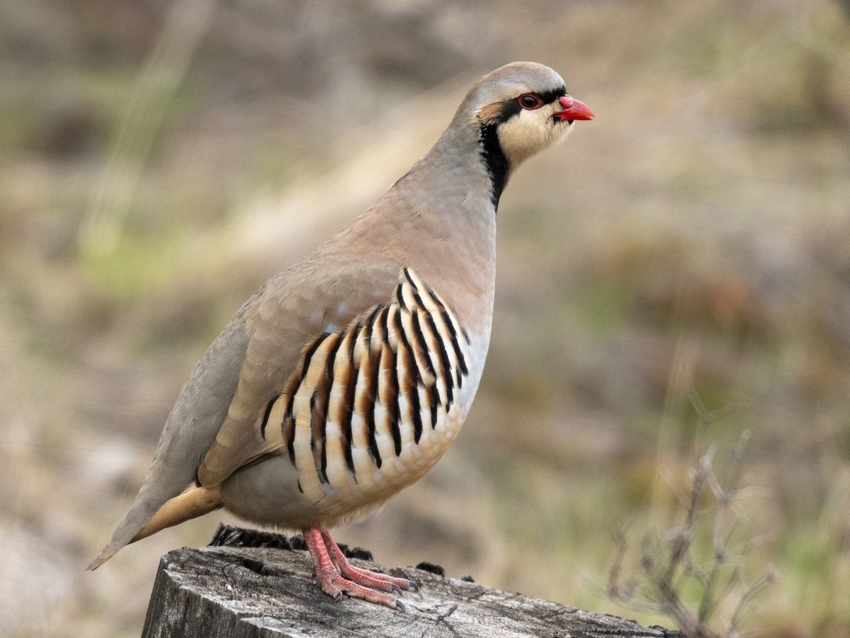 D’autres, comme les perdrix rouges ou les canards colverts, ne sont plus présents à l’état sauvage en France.L’espèce a été diluée à force de croisements avec des animaux relâchés pour la chasse ou échappés de captivité, et tous les animaux sont désormais des "hybrides".