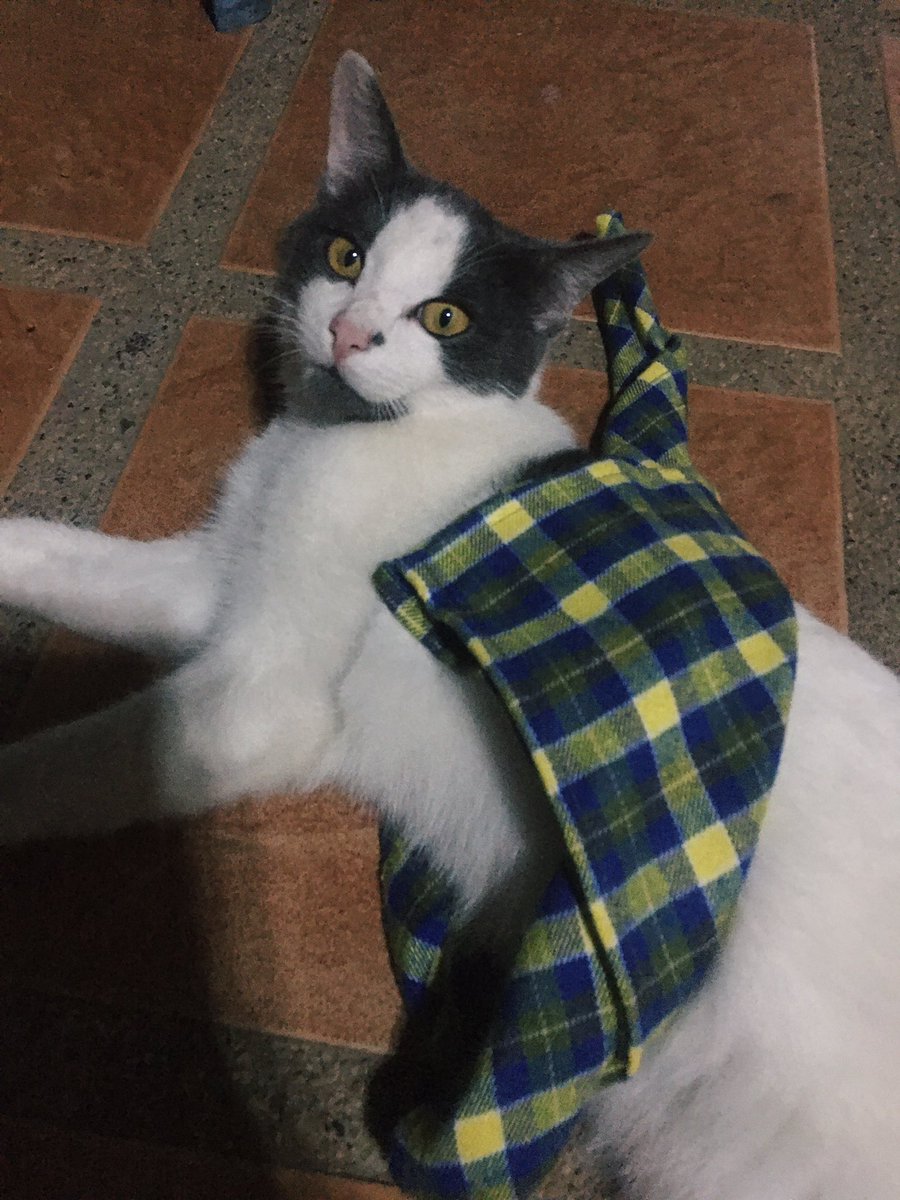 AChuhip's tweet photo. คิดถึงที่สุดในโลก 🤍🐱 https://t.co/N2rFlpGu8P