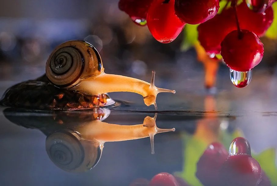 BeautyNature___'s tweet photo. #NaturePhotography 💚❤️ https://t.co/Ls4hd5t8e7
