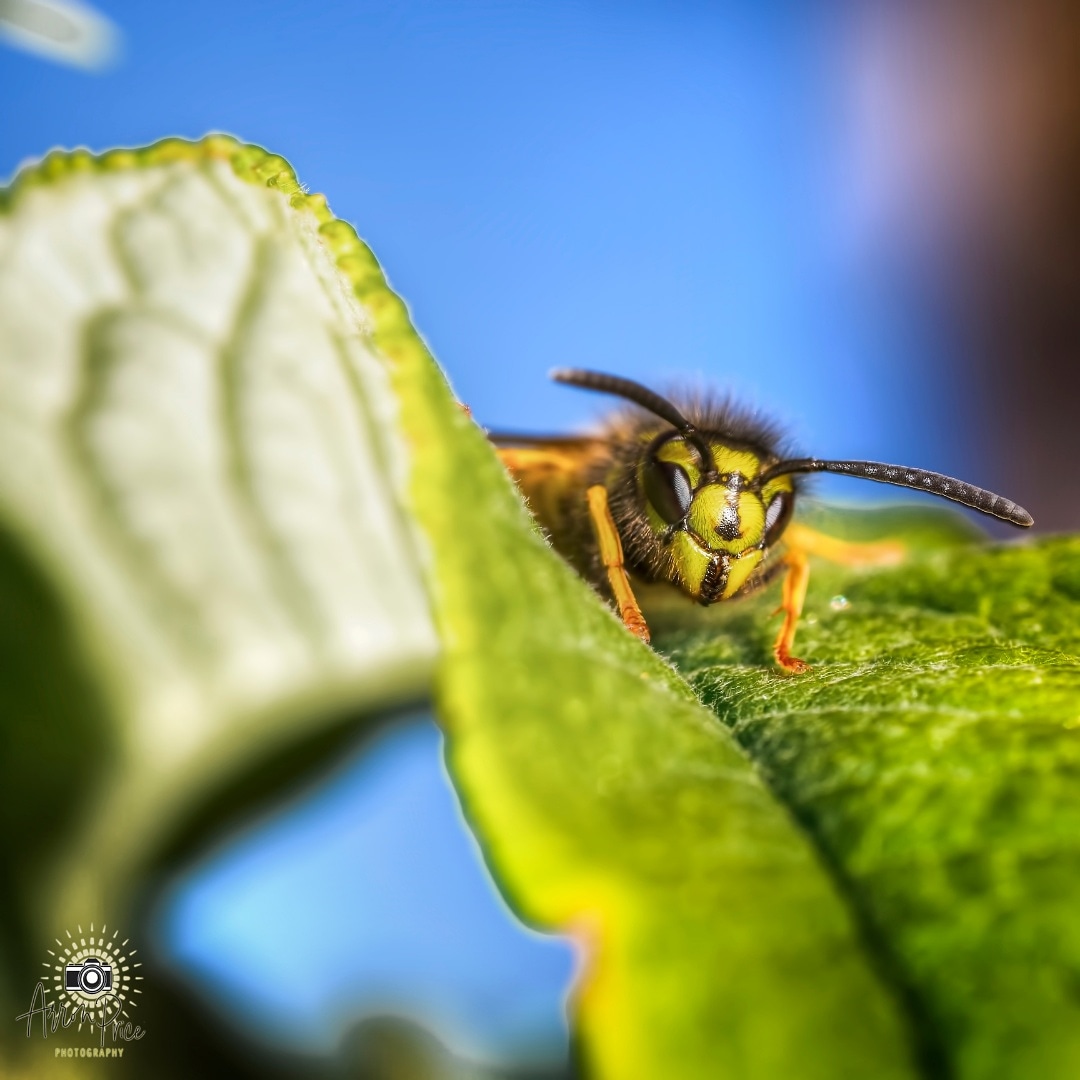 tractortastic's tweet photo. @420Fpl A cute Wasp I saw last summer...hope you're a bug fan ๐คฃ๐คฃ More importantly, hope you're feeling better soon ๐๐ช #teamFPL https://t.co/uMVIJ7GgZR
