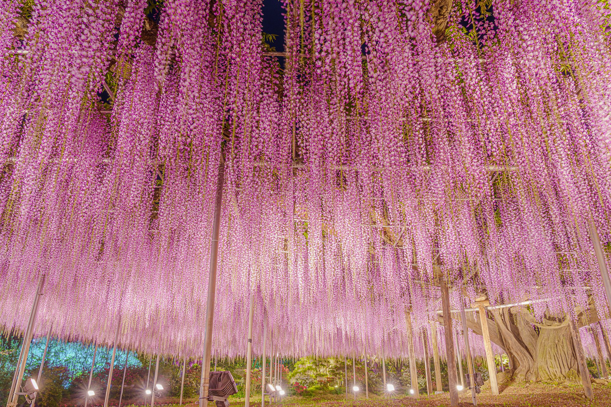 フラバー あしかがフラワーパークで見た藤の花のライトアップが綺麗過ぎ 鬼滅の刃聖地と言われるだけあって 藤襲山を連想させられますね これが鬼除けの藤の花か T Co Dmu8hicgs4 Twitter