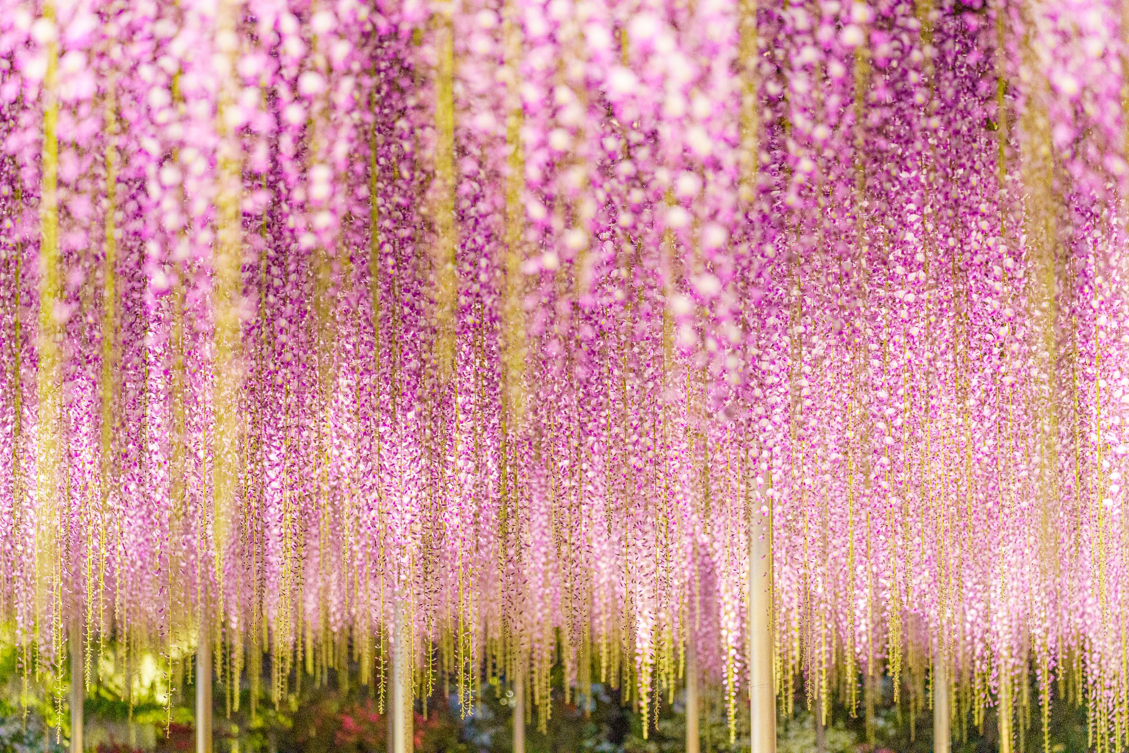 フラバー あしかがフラワーパークで見た藤の花のライトアップが綺麗過ぎ 鬼滅の刃聖地と言われるだけあって 藤襲山を連想させられますね これが鬼除けの藤の花か T Co Dmu8hicgs4 Twitter