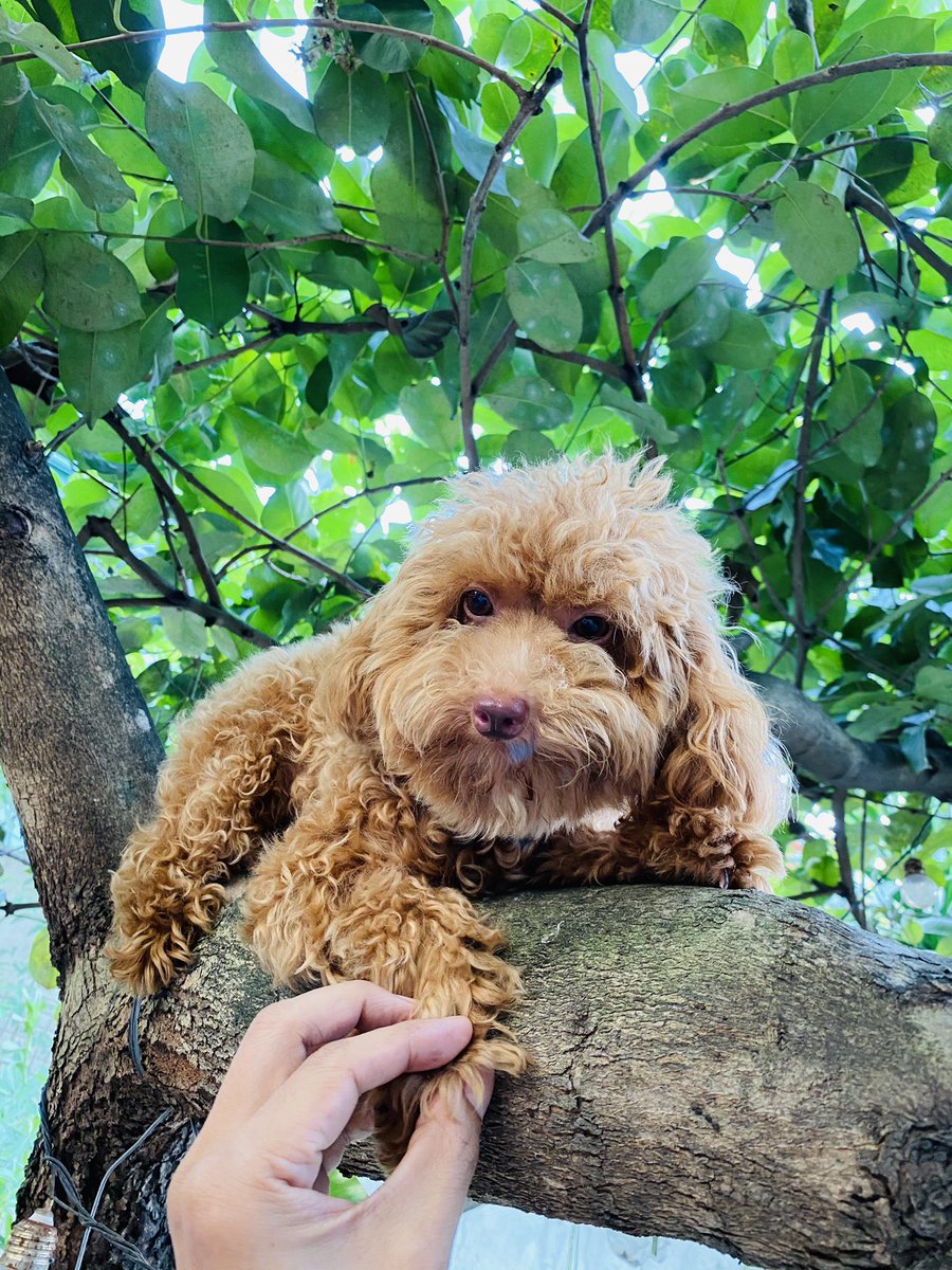 arnelpineda's tweet image. oh how she likes our #DuhatTree ...😀😅😍
what about your furry dearies?what are they’re fond of?🇵🇭🌍🤩