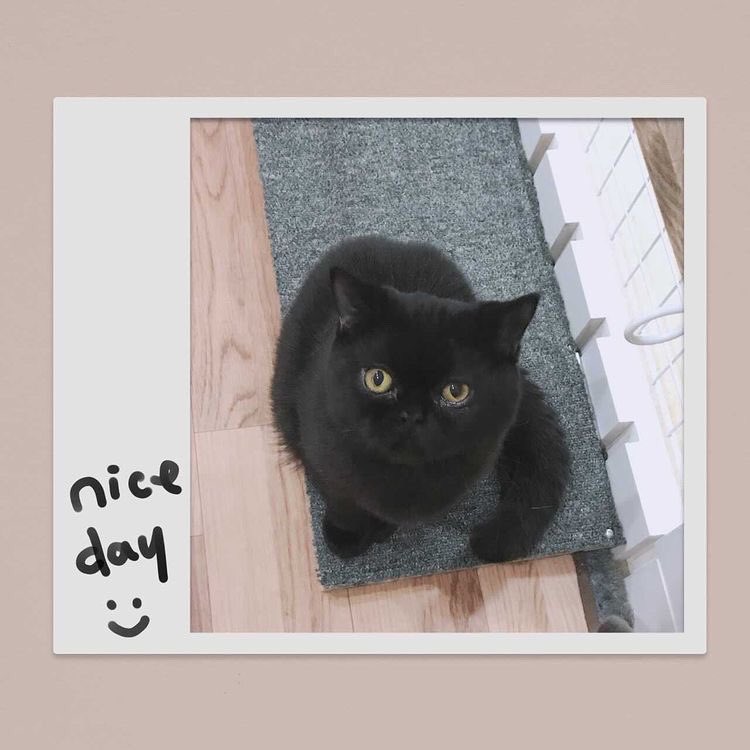 DogreeStaff's tweet photo. ご家族様募集中！
#スコティッシュフォールド  のボン君です^ ^

大人しくお顔もすごく可愛い男の子です😍
少しでも気になった方は是非ボン君に会いに来て下さい^ ^

#dogree  #セカンドライフドッグリー　#犬 #猫 #猫好きさんと繋がりたい    #カフェ #大阪 #里親募集 #ふれあいカフェ https://t.co/qKjpwZ36rI