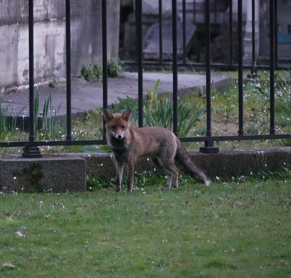 benoit_gallot's tweet photo. Renard adulte photographié au Père Lachaise  💚🦊💚

📷 23 avril 2021 à 21h00 #perelachaise https://t.co/vphcd6dbDt