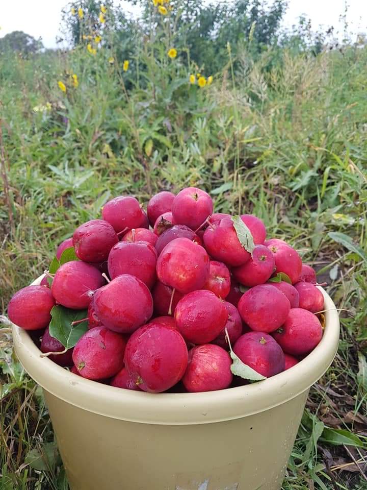 Батсүмбэрт гэнэ. Сайхан юмаа. Алимаа дотооддоо хангачих боломж бндаа уг нь. Миний мэдэхээр Ховдын булган, Баянөлгийд алим тарьдаг, мод үржүүлдэг хүмүүс байдаг. 🤔 <a href="/Mendsaikhan29/">З.Мэндсайхан</a>