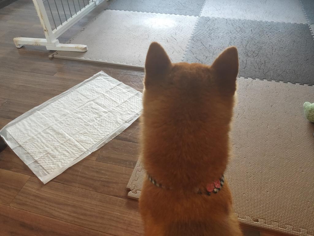 豆柴プリ この後頭部で何を思う 豆柴プリチャンネル 豆柴 柴犬のいる暮らし T Co Qfvpdanobf Twitter 豆柴プリ この後頭部で何を思う 豆柴プリチャンネル 豆柴 柴犬のいる暮らし T Co Qfvpdanobf Twitter