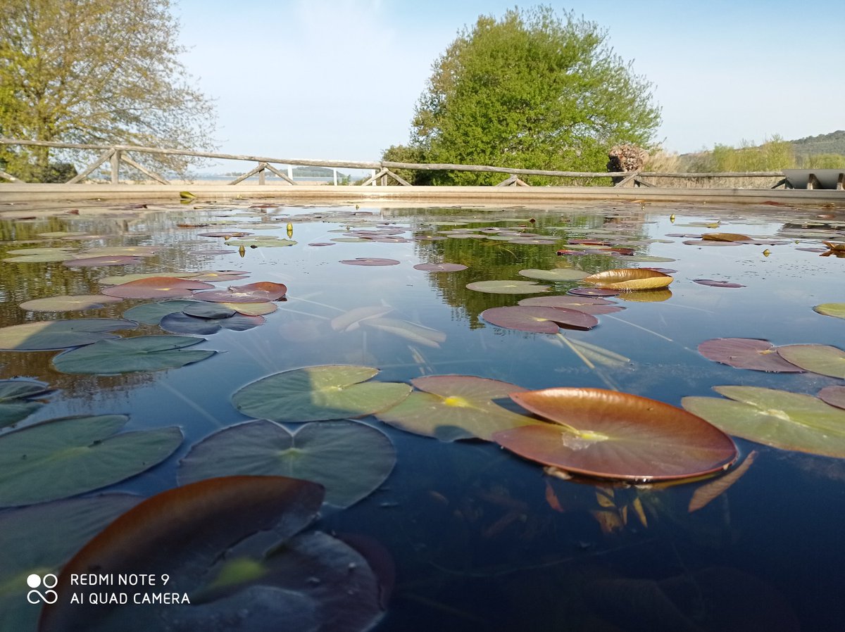 “La libertà è come l’aria: ci si accorge di quanto vale quando comincia a mancare”. (Piero Calamandrei)
Buon 25 Aprile 2021
#oasinaturalisticalavalle #lagotrasimeno #giardinodelleninfee