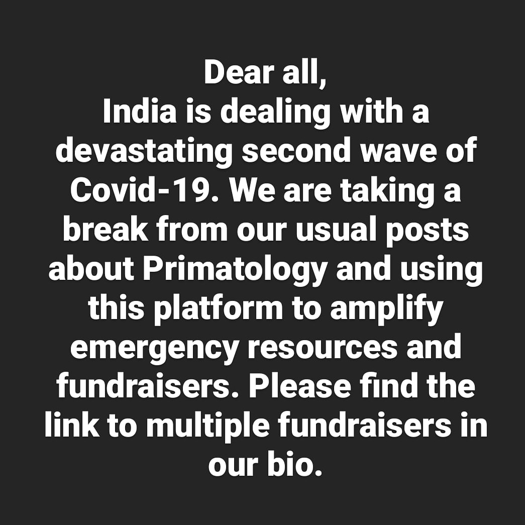 Association of Indian Primatologists (A.I.P) tweet media