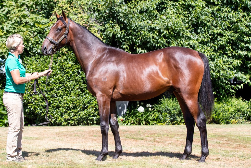 In Melbourne the Listed VRC St Leger has been won by New Zealand bred #ThroughIrishEyes (3g Tavistock-Zapurple) for <a href="/cmaherracing/">Ciaron Maher Racing</a>. He was sold by <a href="/henleypark1/">Henley Park</a> at the 2019 <a href="/KarakaChat/">New Zealand Bloodstock</a> Book 1 Sale for $150,000  #VisitInvestWin