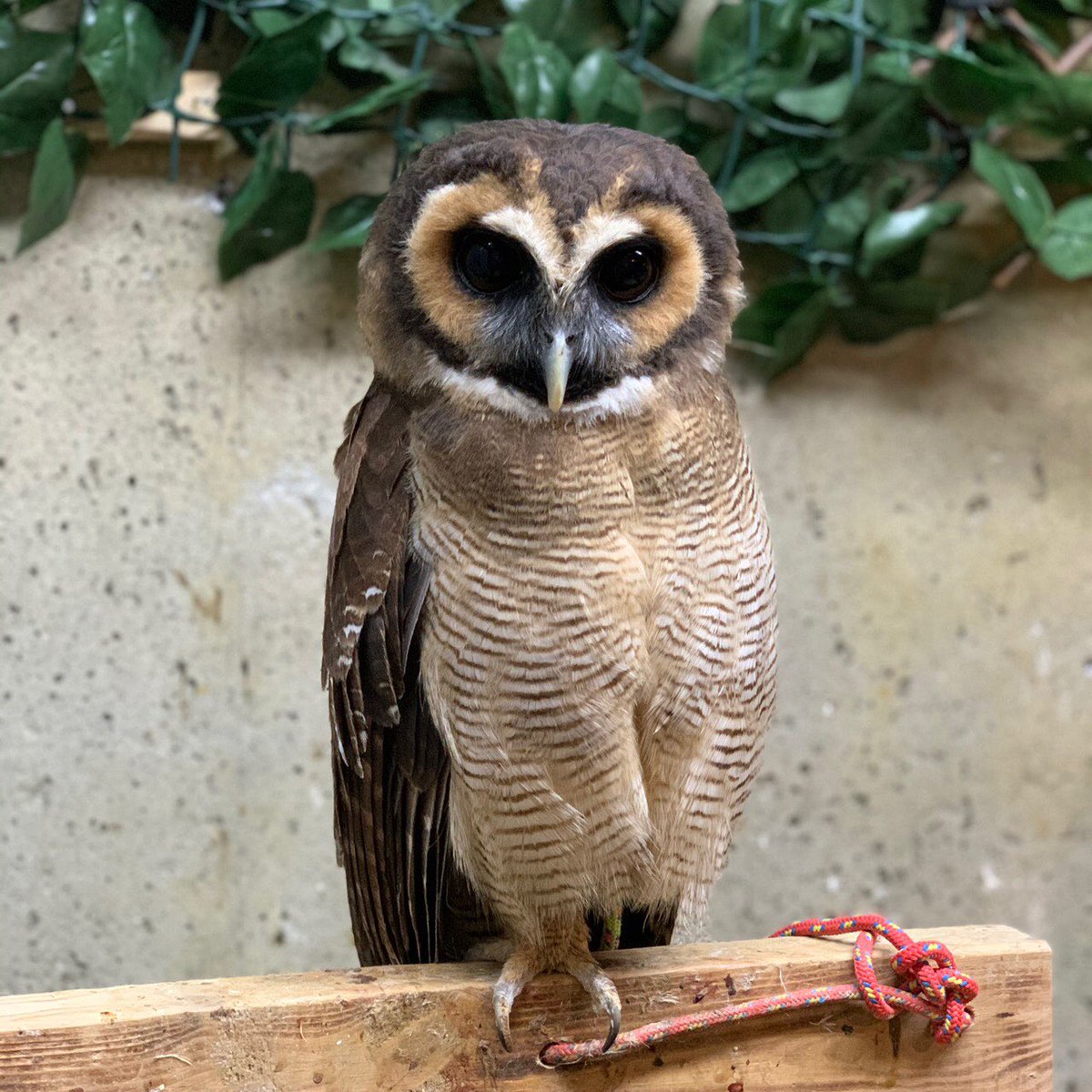 フクロウの巣カフェ 公式 Owl Cafe Owlnestcafe Twitter