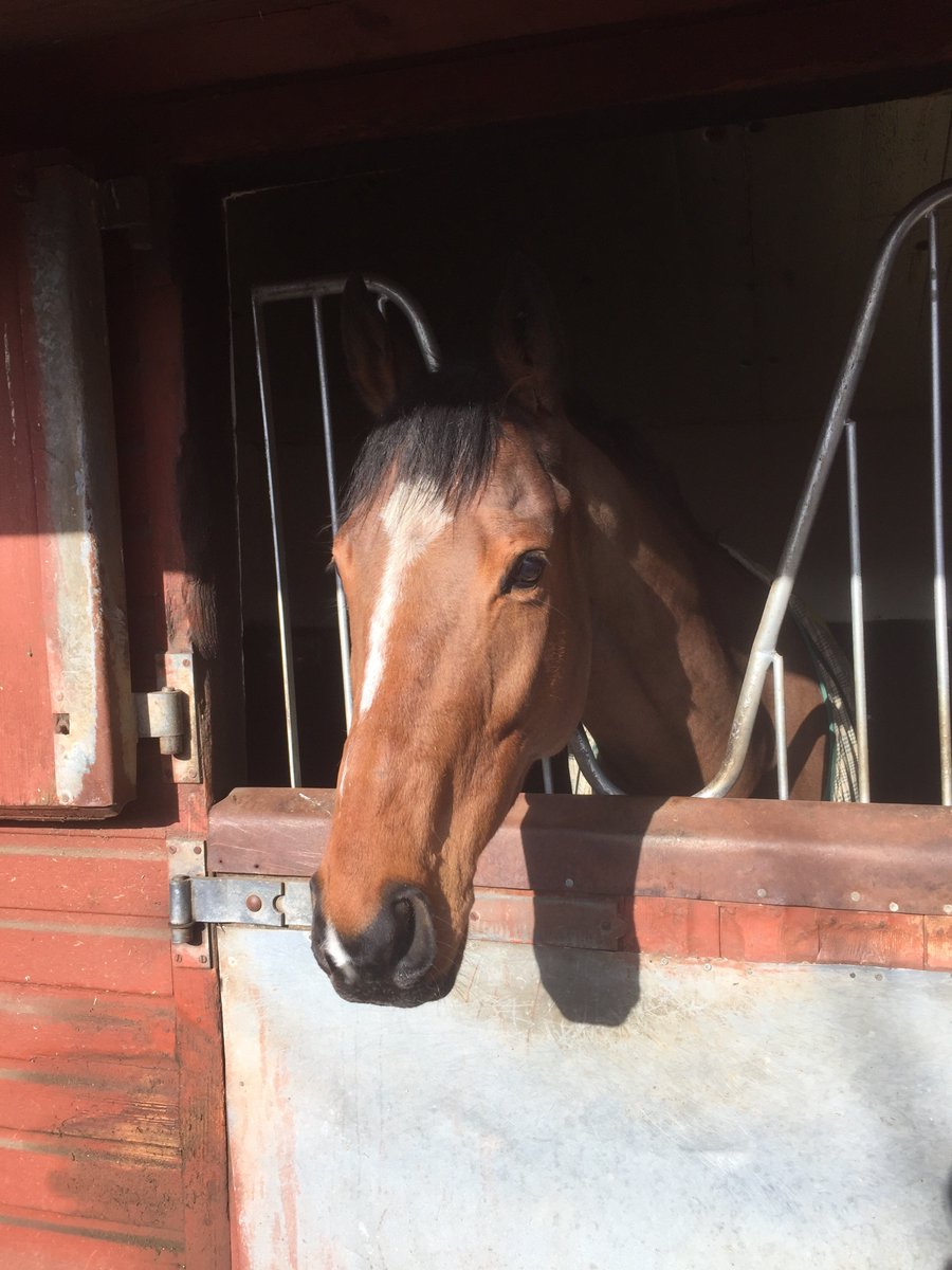 mdodsracing's tweet photo. Nice to get a winner with Gale Force Maya at Doncaster last night. Three runners today at @WetherbyRaces: Time For A Good Un (@connorbeasley9) &amp; Bryanwood (@CallumRodrigue4) both run in the 2.40. Proud Archi is in action an hour later with Connor riding. Good luck to connections https://t.co/CKAT8IxsE8