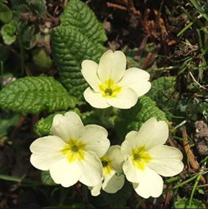class_hedgehogs's tweet photo. 5th wildflower challenge - see if you can spot these wildflowers when you are outside - wild primroses: pale creamy-yellow flowers with a deep yellow eye, with rough tongue-like leaves. Mostly found in shade, like in woodlands, grasslands and by hedges. Blooming March to May. https://t.co/crWfrTzBPg