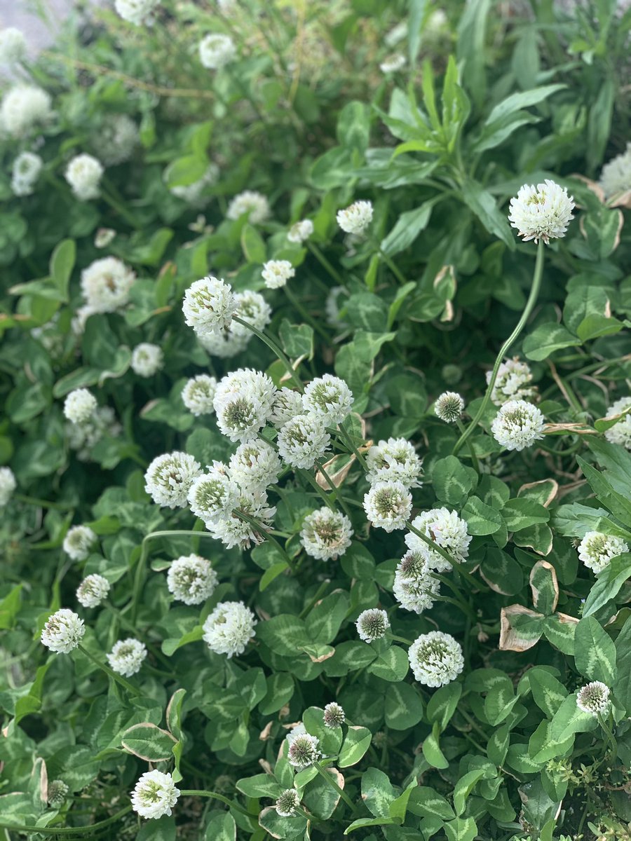 佐藤あずさ S Tweet 道路脇の白詰草 この花とっても好きだった 子供の頃たくさん咲いてる場所があってよく冠作って頭に乗せてた 女の子あるある Trendsmap 佐藤あずさ S Tweet 道路脇の白詰草 この花とっても好きだった 子供の頃たくさん咲いてる場所があってよく冠作って頭に乗せてた 女の子あるある Trendsmap