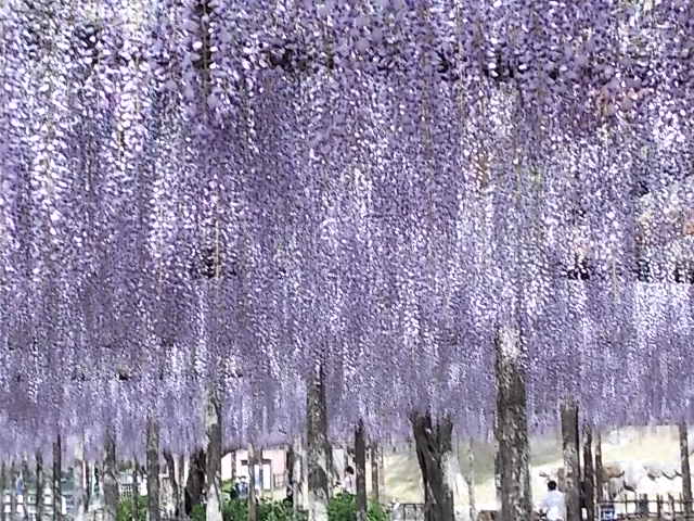 天王川公園の桜21 最新情報 開花状況 天王川公園の桜21 最新情報 開花状況